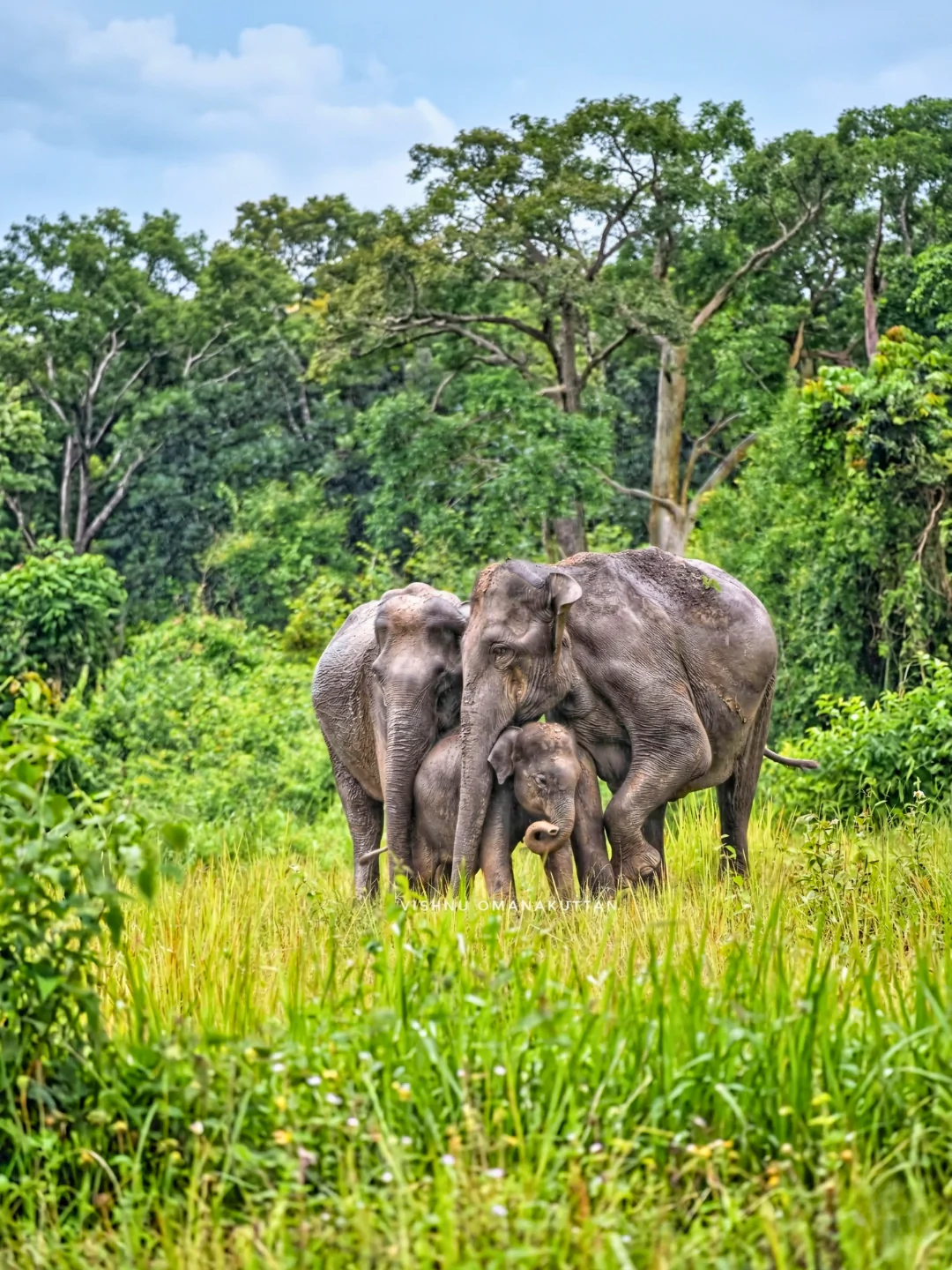 Muthanga Wildlife Safari